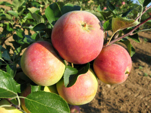 Malus domestica 'James Grieve' - Afbeelding 2