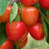 Prunus avium 'Bigarreau Napoleon'