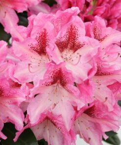Rhododendron 'Cosmopolitan' roze