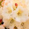 Rhododendron 'Horizon Monarch' geel