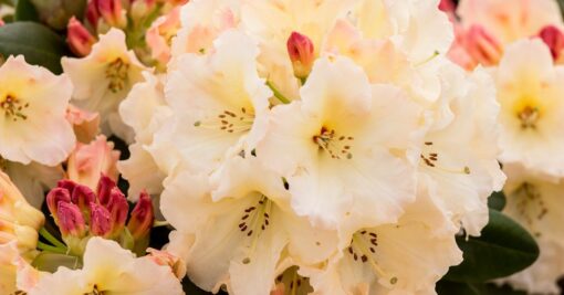 Rhododendron 'Horizon Monarch' geel