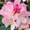 Rhododendron 'Yakushimanum Percy Wiseman' roze
