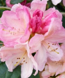 Rhododendron 'Yakushimanum Percy Wiseman' roze