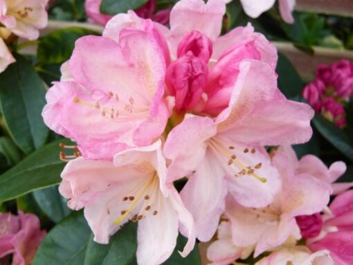 Rhododendron 'Yakushimanum Percy Wiseman' roze