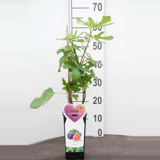 Ficus Carica 'Rouge de Bordeaux' - Afbeelding 2