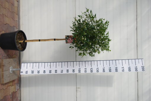 Viburnum Tinus bol boom op stam