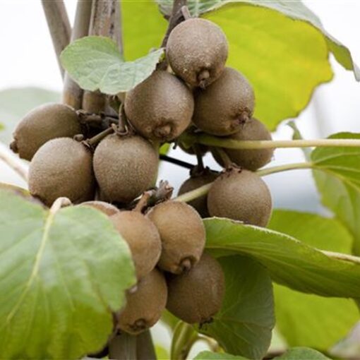 Actinidia deliciosa 'Matua' (Mannelijk)