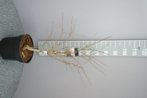 Cercis Chin. Avondale - Afbeelding 2