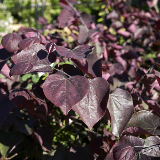 Cercis Canadensis 'Merlot'