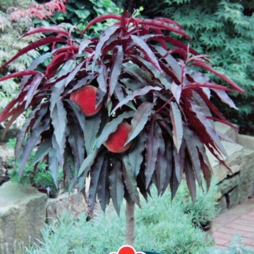 Prunus persica 'Crimson bonfire'- roodbladige perzik