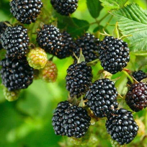 Rubus 'Loch Ness' - Braam