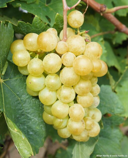 Vitis 'Vroege van der laan' - Witte druif