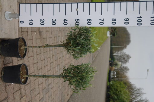Olijfboom Olea europaea op stam klein