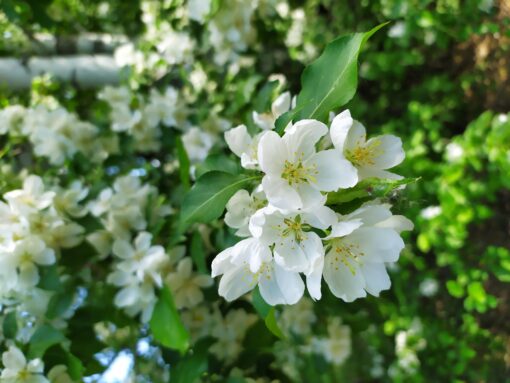 Philadelphus 'Lemoinei' - Afbeelding 2