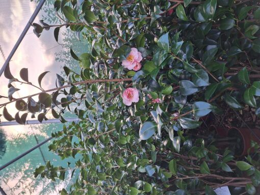 Camellia Japonica 'Hiuba Schi Bori' - Afbeelding 3