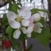Malus 'Fontana'