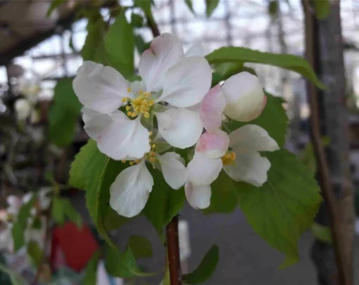 Malus 'Fontana'