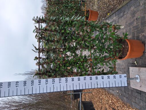 Elaeagnus Ebbingei compacta rek