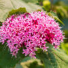 Clerodendrum bungei