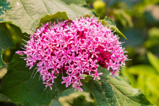 Clerodendrum bungei