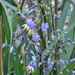 Dianella 'Coolvista' - Goedkopeolijfbomen.nl