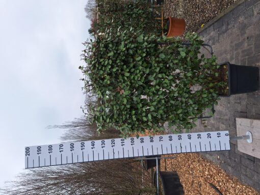 Elaeagnus Ebbingei compacta rek