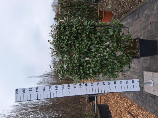 Elaeagnus Ebbingei compacta rek