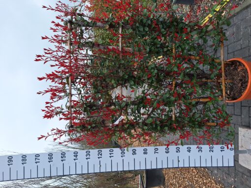 Photinia carre rouge Leirek