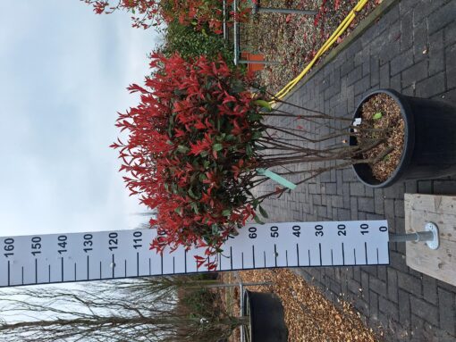 Photinia Carre Rouge multistam