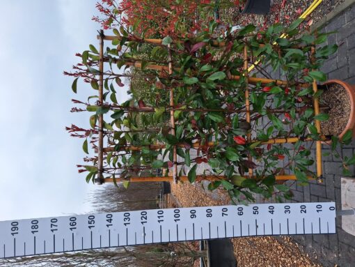 Photinia red Robin Leirek