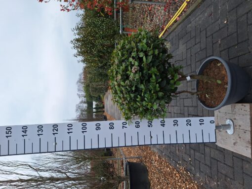 Viburnum Tinus 'Eve Price' multistam