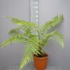 Dicksonia Antarctica