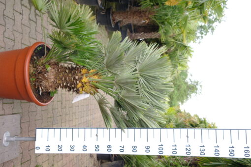 Palmboom Chamaerops Humilis compacta