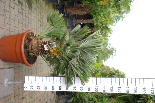 Palmboom Chamaerops Humilis compacta - Afbeelding 2