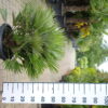 Palmboom Chamaerops Humilis compacta