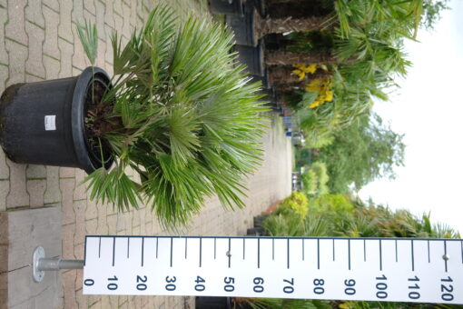 Palmboom Chamaerops Humilis compacta