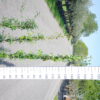 Trachelospermum Jasminoides 'Pink showers' op stok