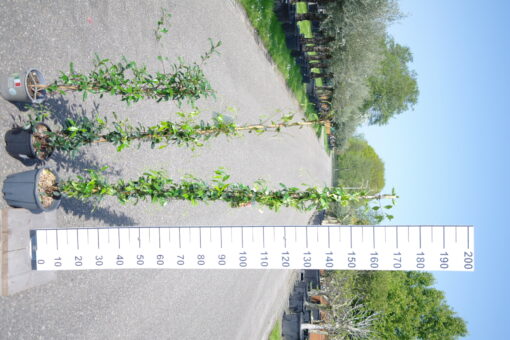 Trachelospermum Jasminoides 'Pink showers' op stok