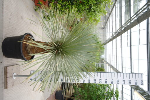 Yucca Rostrata 'Blue Swan'