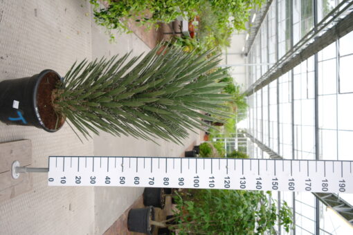 Yucca Filifera Australis