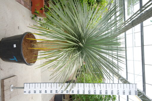 Yucca Linearifolia - Afbeelding 2