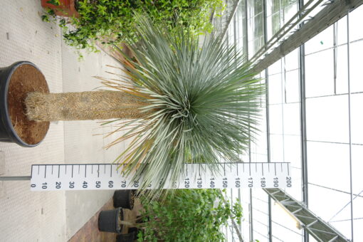 Yucca Linearifolia - Afbeelding 3