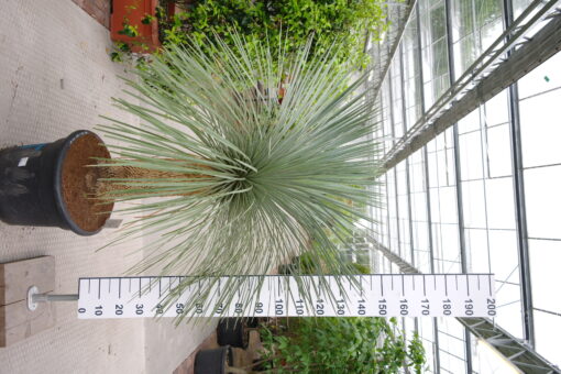 Yucca Linearifolia