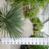 Yucca Gloriosa 'Lone Star'