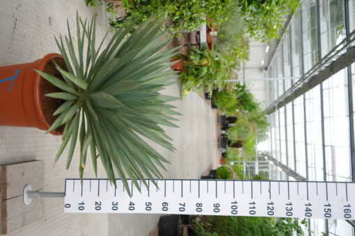 Yucca Gloriosa 'Lone Star'