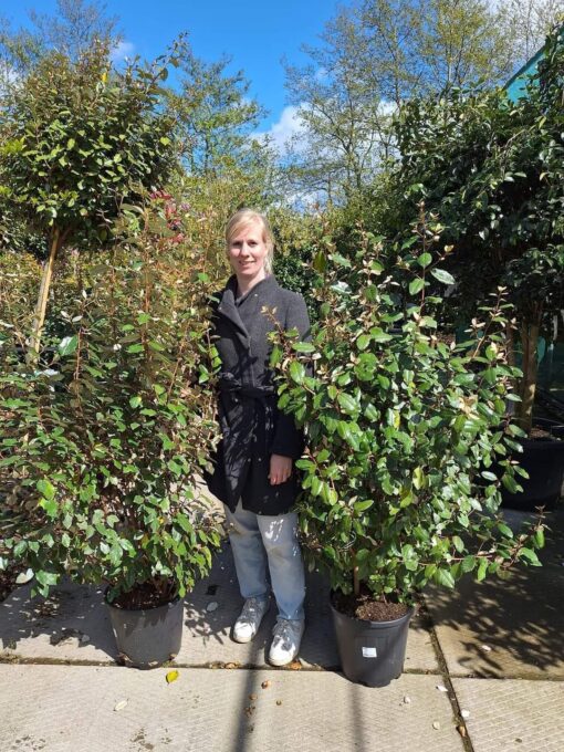 Elaeagnus Ebbingei 'compacta' struik