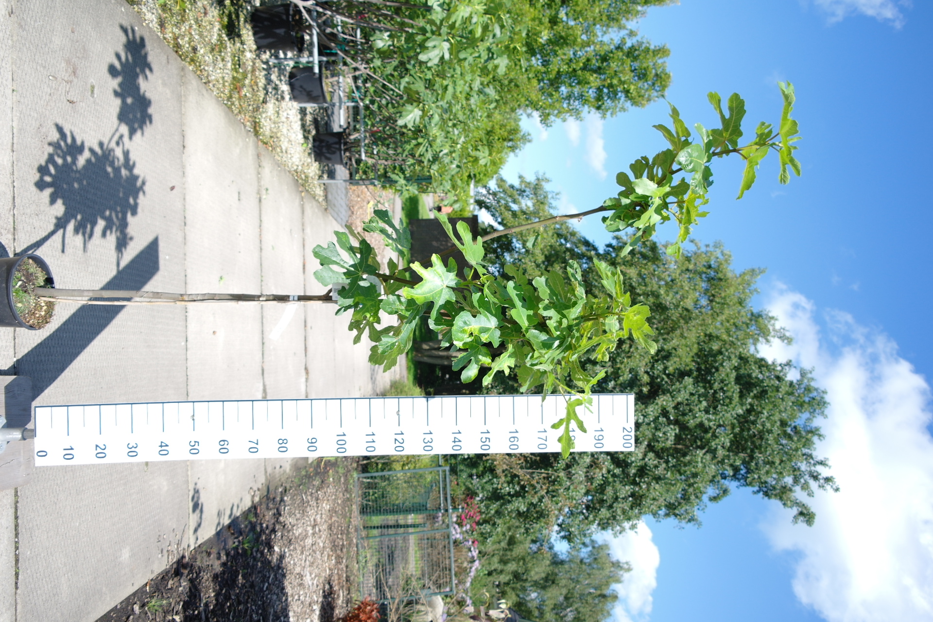 Ficus carica Brown Turkey op stam