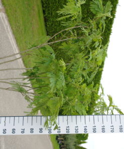 Albizia Julibrissin multistam