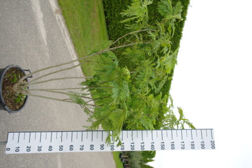 Albizia Julibrissin multistam
