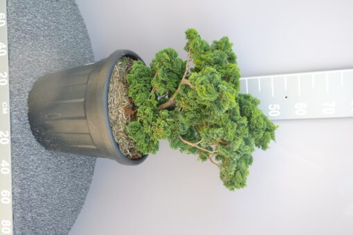 Chamaecyparis obtusa 'Nana Gracilis' - Afbeelding 2